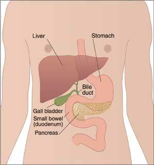 Diagram showing the position of the bile duct