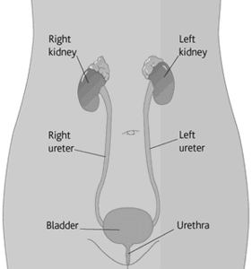 Diagram showing the position of the bladder