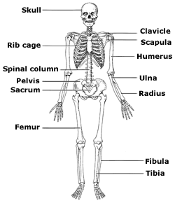 Diagram of a skeleton