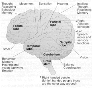 A diagram showing the lobes and functions of the brain