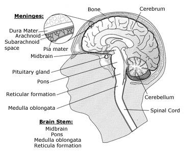Diagram showing the different structures of the brain.