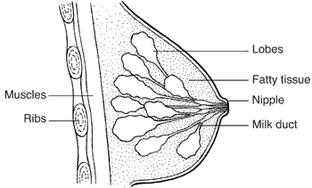 Diagram showing the structure of the breast Diagram showing the structure of the breast