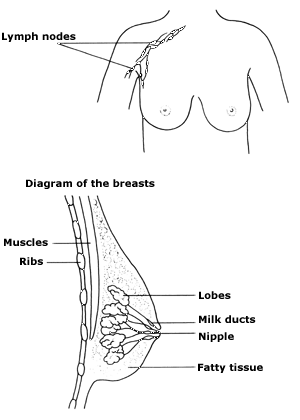 Two diagrams, one showing the lymph nodes close to the breast and a second showing the structures of the breast.