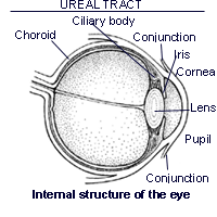 Diagram showing the structure of the eye