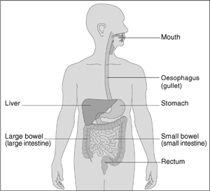 A diagram showing the position of the oesophagus