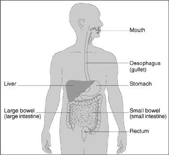 The digestive system The digestive system