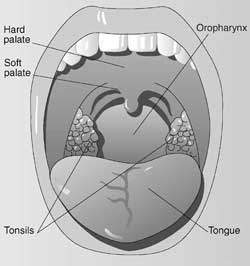 An illustration of the inside of the mouth viewed through the lips An illustration of the inside of the mouth viewed through the lips