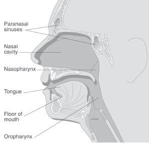 Side view of structures in the head and neck