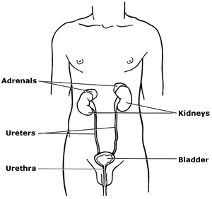 Diagram showing the main structures of the urinary system. Diagram showing the main structures of the urinary system.