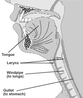 Position of the larynx