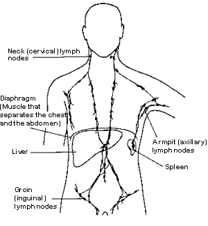 A diagram showing the lymphatic system