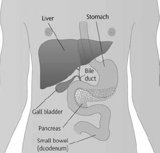 Diagram showing the position of the liver