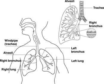 The diagram shows the structure of a lung highlighting the wind pipe (trachea), bronchus and alveoli. The diagram also shows the positioning of the two lungs within the chest.