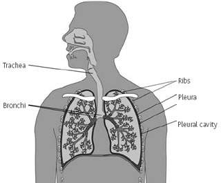 Structure of the lungs and pleura