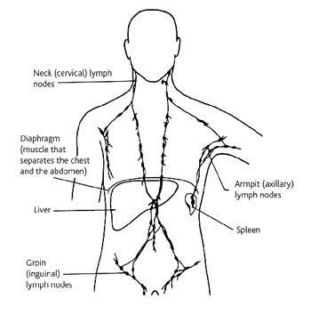 Diagram showing the lymphatic system