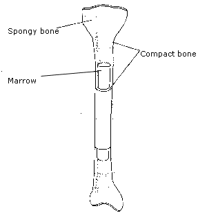 Bone and bone marrow