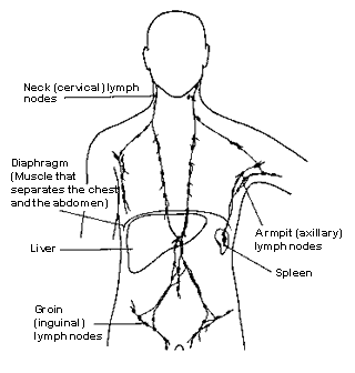 A diagram showing the main groups of lymph nodes in the body.