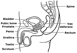A diagram showing the position of the prostate gland 
