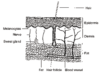 A diagram showing the structures of the skin.