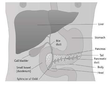 The digestive system