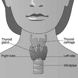 A diagram showing the position of the thyroid gland. A diagram showing the position of the thyroid gland.