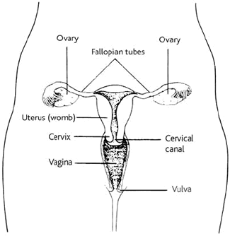 A diagram of the female reproductive organs
