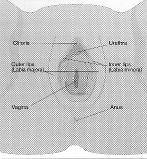 A diagram of the vulva.