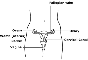 A diagram showing the position of the cervix in relation to the other female reproductive organs.