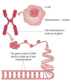 Diagram of how genes make up a cell